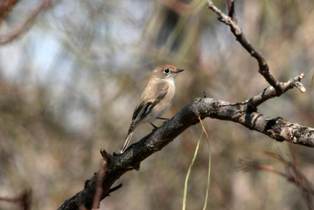 Red capped robin canberra birds